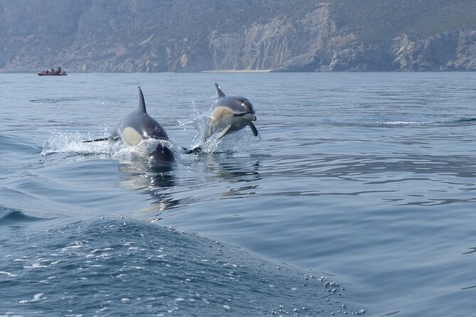 Dolphin Watching at the Arrabida (Lisbon Region) - What To Expect
