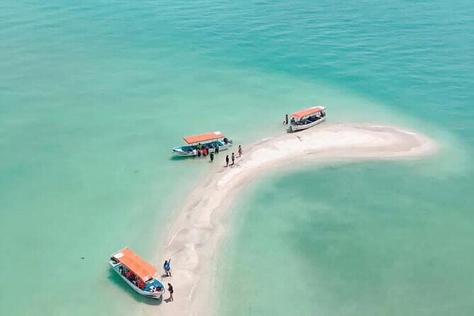 Dolphin watching by private boat from Isla Aguada - Good To Know