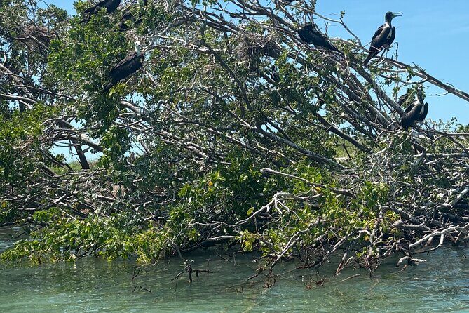 Dolphin watching by private boat from Isla Aguada - Who Would Love This Tour?