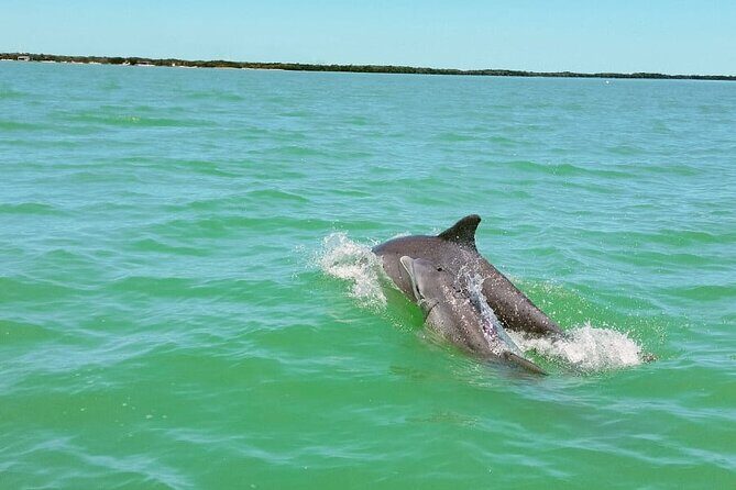 Dolphin watching by private boat from Isla Aguada - FAQ