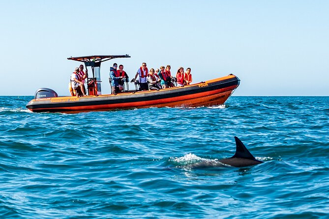 Dolphin Watching Cascais - Dolphin Sighting Success Rate