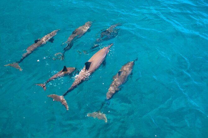 Dolphin Watching Cruise with Underwater Observatory Viewing - Good To Know