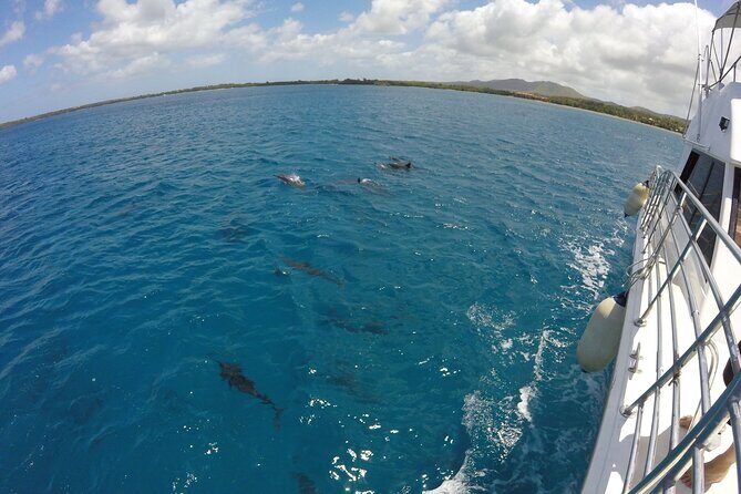Dolphin Watching Cruise with Underwater Observatory Viewing - Exploring the Details of the Tour: An Authentic Look