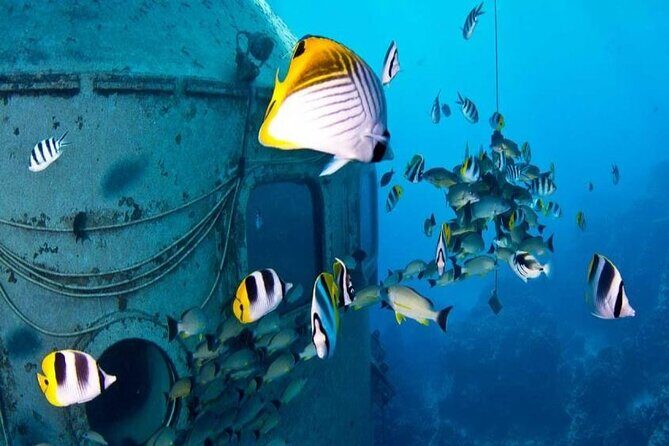 Dolphin Watching Cruise with Underwater Observatory Viewing - Who Will Love This Tour?