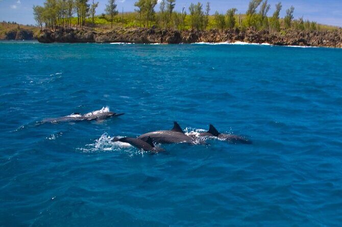 Dolphin Watching Cruise with Underwater Observatory Viewing - FAQs