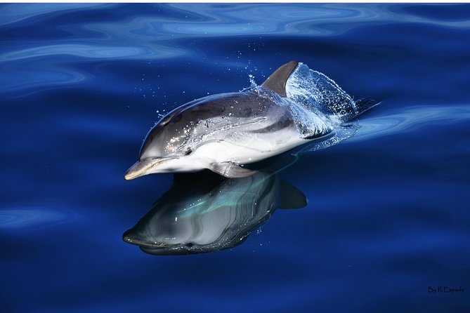 Dolphin Watching Excursion in Gibraltar - Booking Information