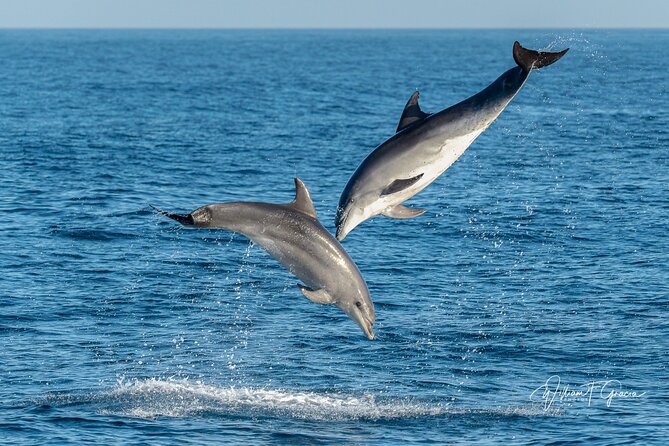 Dolphin Watching Excursion in Gibraltar - Customer Experiences