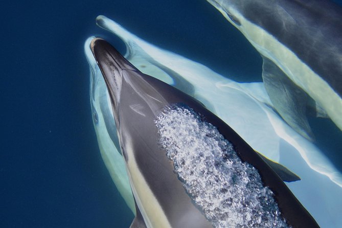 Dolphin Watching Excursion in Gibraltar - Recommendations for Visitors