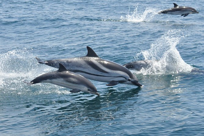 Dolphin Watching Excursion in Gibraltar - Weather Considerations
