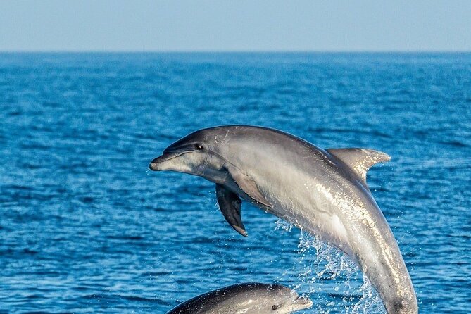 Dolphin Watching Excursion in Gibraltar - The Sum Up and Final Tips