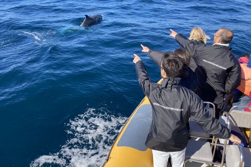 Dolphin Watching Experience in Arrabida Natural Park - Key points before you book