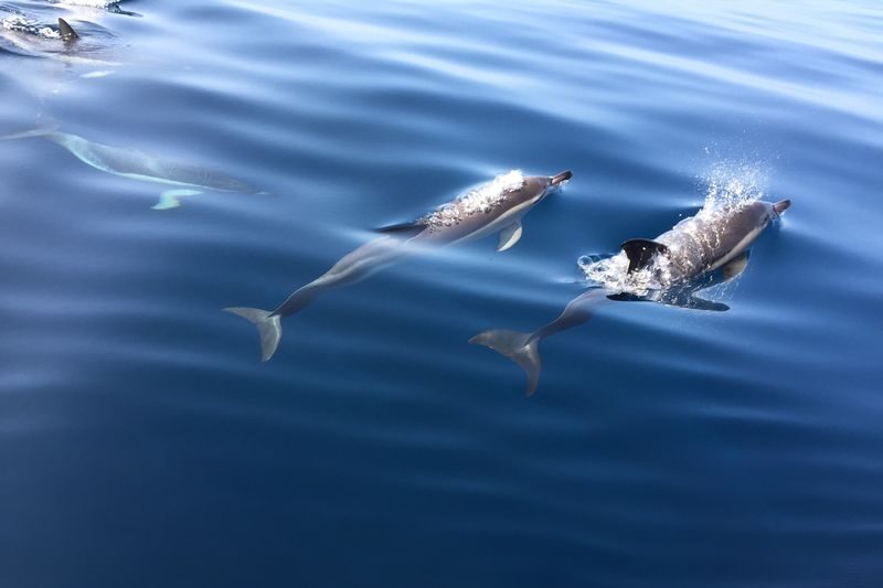 Dolphin Watching Experience in Arrabida Natural Park - Watching for dolphins in protected waters