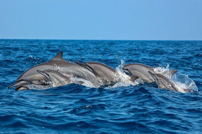 Dolphin Watching Experience in Trincomalee - Good To Know