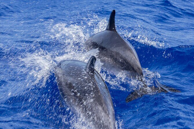 Dolphin Watching Experience in Trincomalee - The Experience Itself: What to Expect from the Tour
