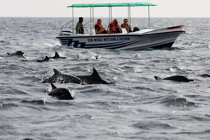 Dolphin Watching Experience in Trincomalee - The Sum Up: Is This Tour Worth It?