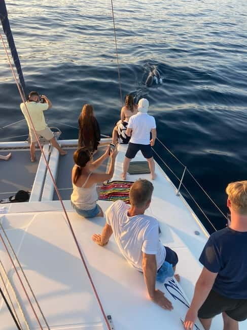 Dolphin watching in Estepona - A Deep Dive into the Estepona Dolphin Watching Trip