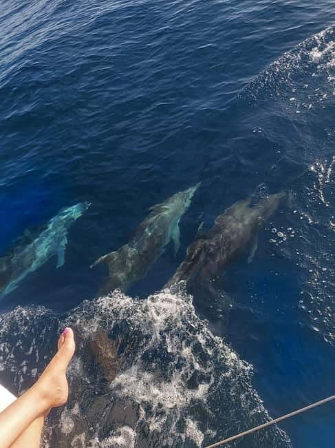 Dolphin watching in Estepona - FAQs