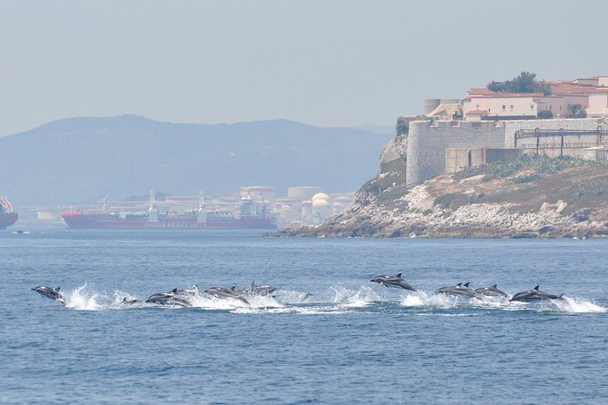 Dolphin Watching in Gibraltar & Fast Track Priority Cable Car - Cable Car Fast Track Entry