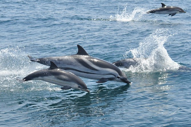 Dolphin Watching in Gibraltar & Fast Track Priority Cable Car - Visitor Experiences and Recommendations
