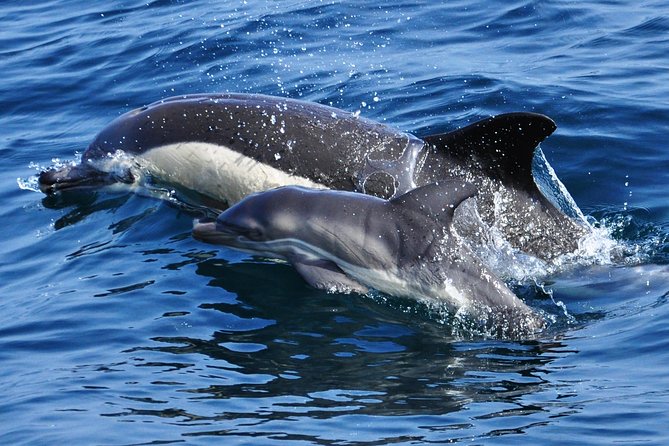 Dolphin Watching in Gibraltar & Fast Track Priority Cable Car - Additional Information and Tips
