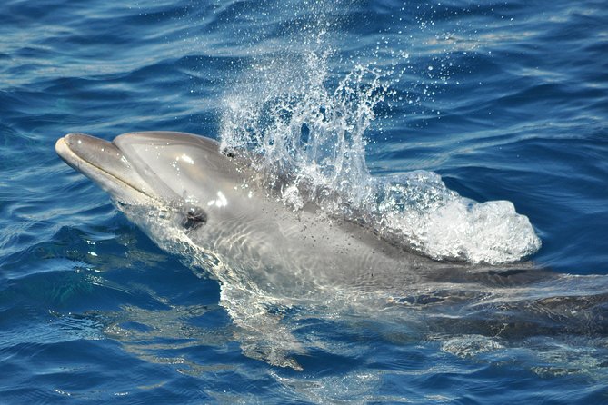 Dolphin Watching in Gibraltar & Fast Track Priority Cable Car - Frequently Asked Questions