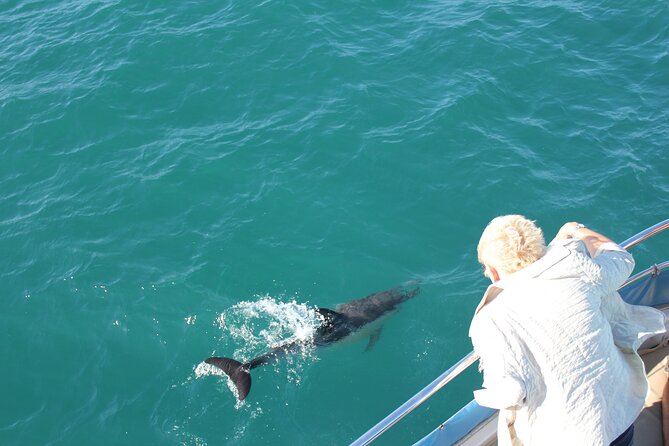 Dolphin Watching in Gibraltar With the Blue Boat Dolphin Safari - Details