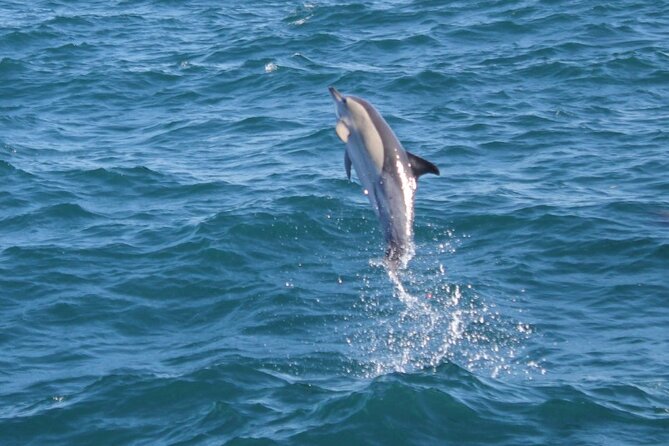 Dolphin Watching in Gibraltar With the Blue Boat Dolphin Safari - Included Services