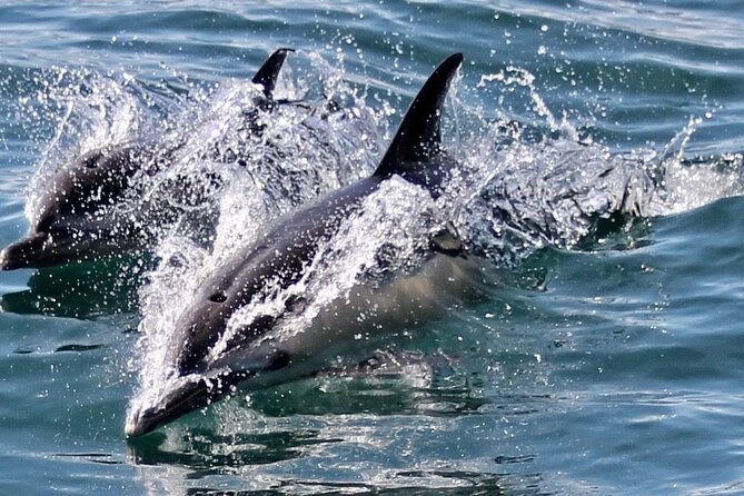 Dolphin Watching in Gibraltar With the Blue Boat Dolphin Safari - Meeting and Pickup Information