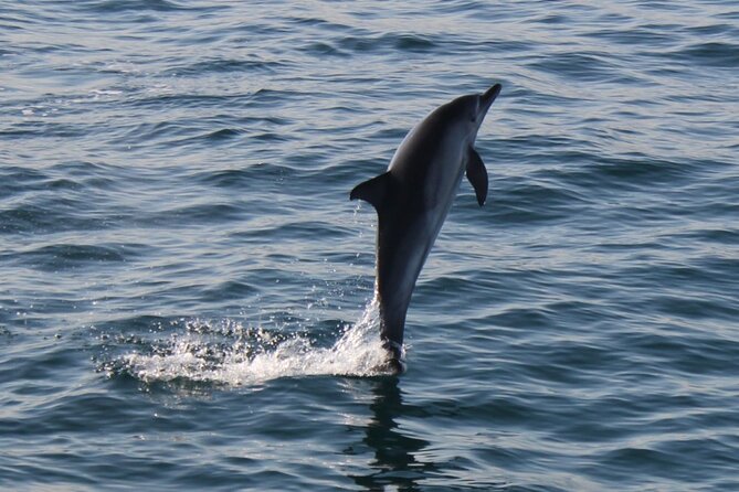 Dolphin Watching in Gibraltar With the Blue Boat Dolphin Safari - What to Expect