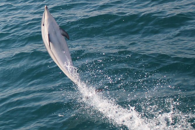 Dolphin Watching in Gibraltar With the Blue Boat Dolphin Safari - Additional Information