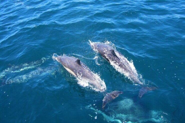 Dolphin Watching in Kalpitiya - Experience Highlights