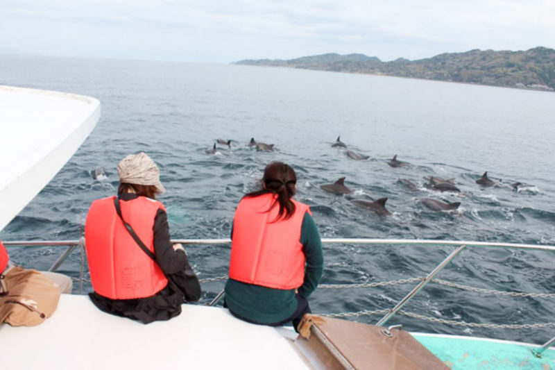 Dolphin Watching in Kumamoto - At a glance