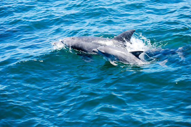 Dolphin Watching in Kumamoto - Setting out from Itsuwa’s dolphin coast