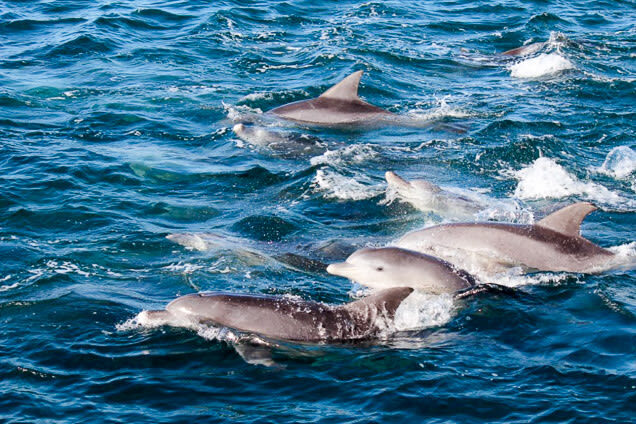Dolphin Watching in Kumamoto - Why the small boat can be a good value