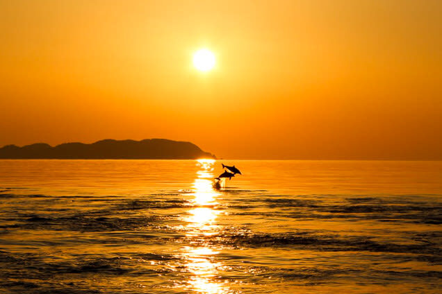 Dolphin Watching in Kumamoto - Check-in, departure times, and the address