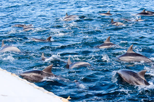 Dolphin Watching in Kumamoto - Weather, sea conditions, and what to pack