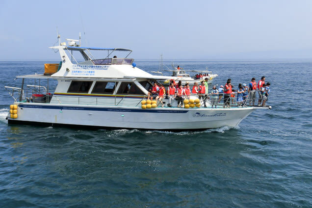 Dolphin Watching in Kumamoto - Making a day of Amakusa