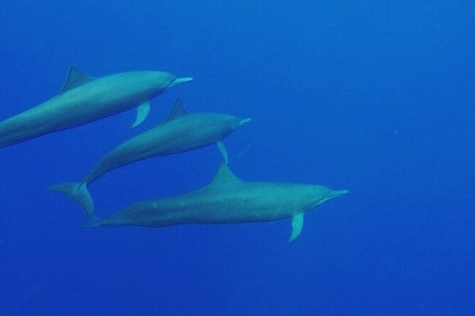 Dolphin Watching in Puerto Escondido - Unforgettable Wildlife Encounters