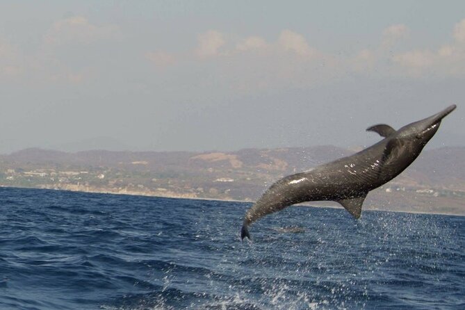 Dolphin Watching in Puerto Escondido - Insider Tips for a Smooth Experience