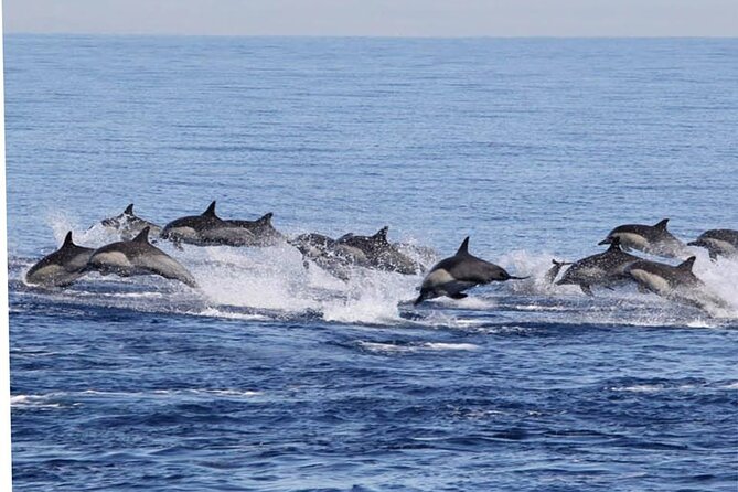 Dolphin Watching in Puerto Escondido - Appreciative Response From the Tour Host