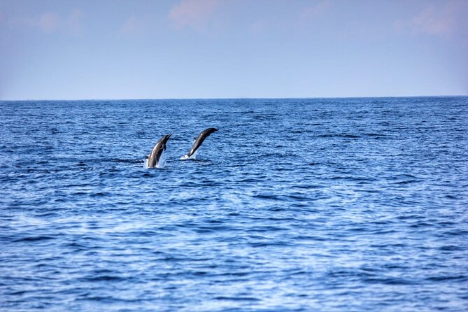 Dolphin Watching in Puerto Escondido - Booking Information and Assistance
