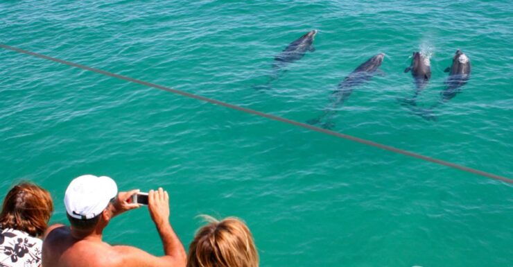 Dolphin Watching in the Wild - Half Day Private Tour - Tour Experience
