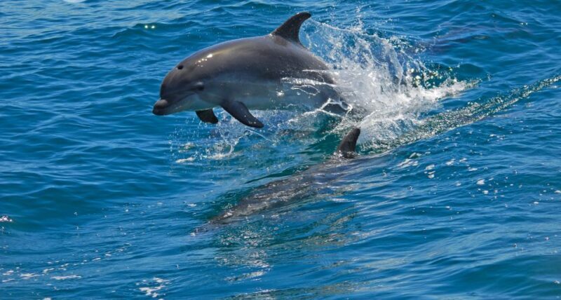 Dolphin Watching in the Wild - Half Day Tour - Practical Details and What to Expect