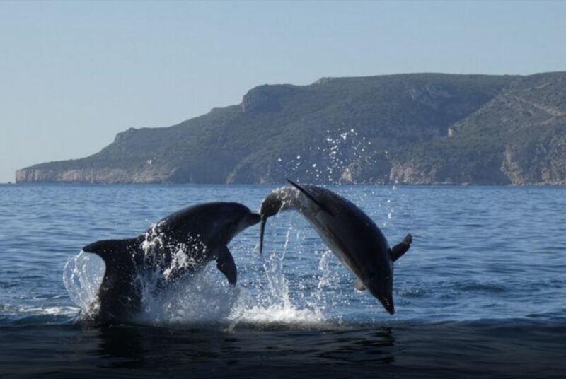Dolphin Watching in the Wild - Half Day Tour - Final Thoughts: Is It Worth It?