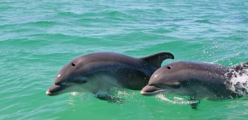 Dolphin Watching in the Wild - Half Day Tour - FAQ