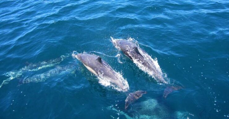Dolphin Watching in Trincomalee - Trincomalee: A Gem in Sri Lanka