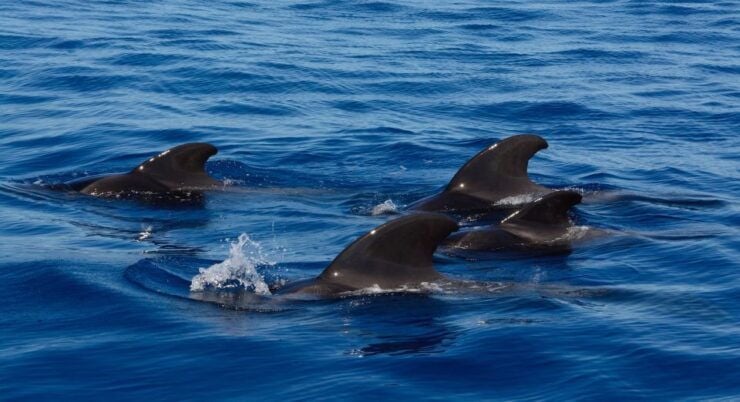 Dolphin Watching in Trincomalee - Dolphin Watching: An Unforgettable Experience