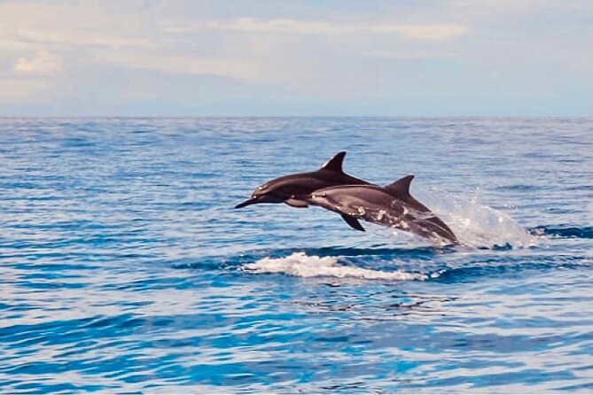 Dolphin Watching & Snorkel in the West Coast Line of Oahu - Best Time to Go