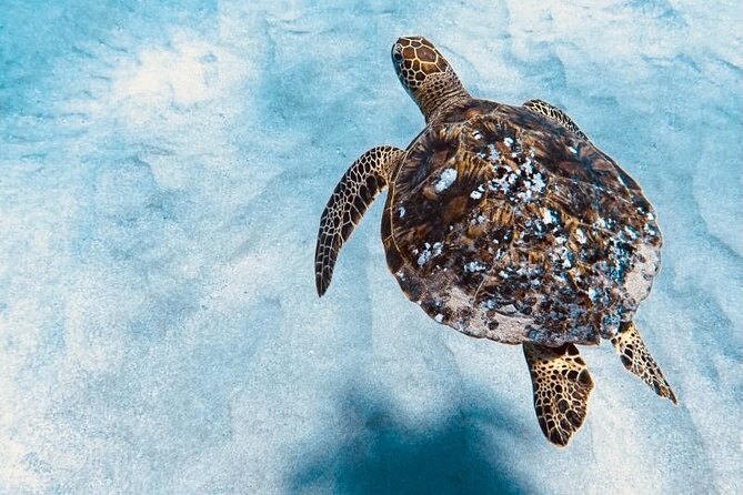 Dolphin Watching & Snorkel in the West Coast Line of Oahu - Dolphin Watching Tour Details