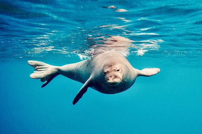 Dolphin Watching & Snorkel in the West Coast Line of Oahu - Safety Guidelines